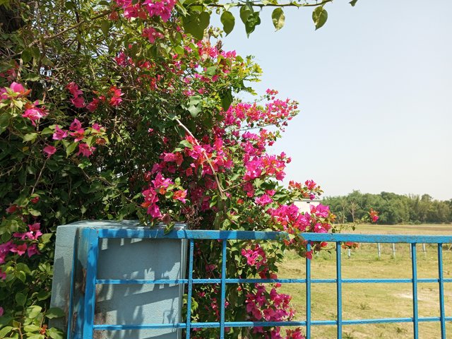 IMG_20250423_133308_232.jpg