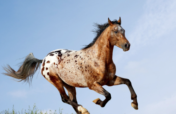 Appaloosa.png