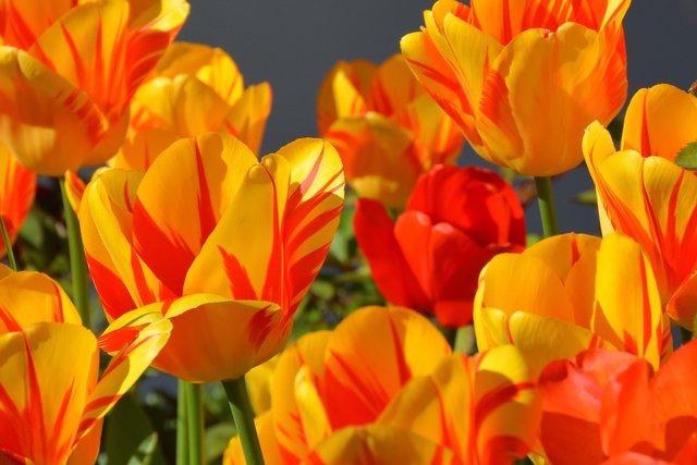 tulips-1261142_1920.jpg