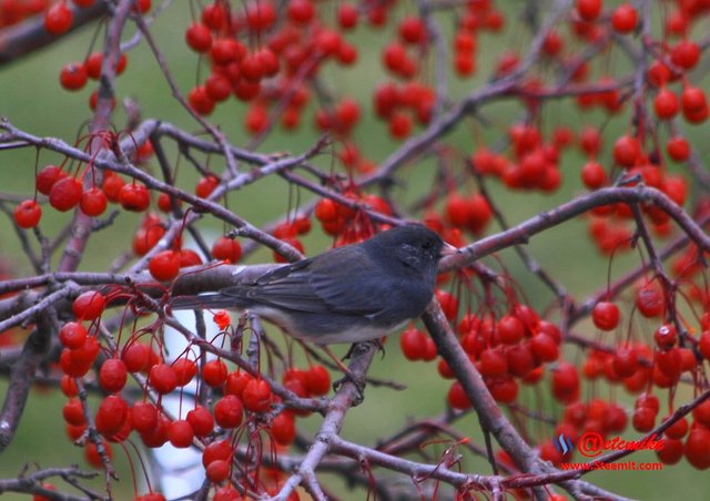 Dark-eyed Junco PFW0310.JPG