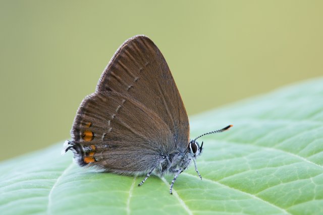 Kleiner Schlehen-Zipfelfalter (Satyrium acaciae)_CI4A0311-BF.jpg