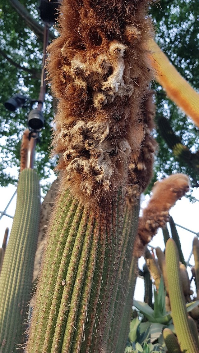 Wooly Cactus Contest No.9.jpg