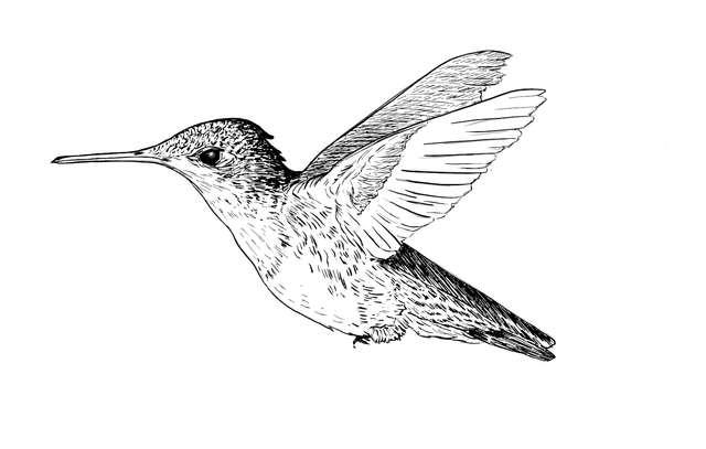 BirdSketch_02.png