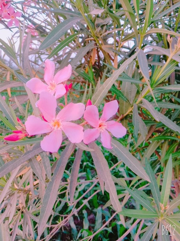 B612_20210419_181332_832.jpg