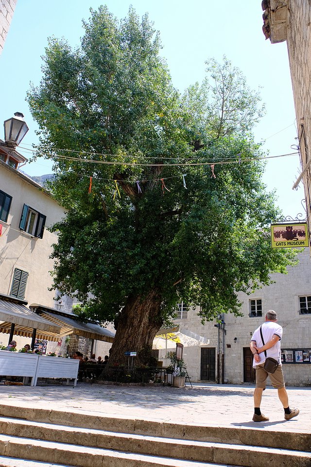 Kotor-Tree-Cats Museum-DSCF2160-steemit.JPG