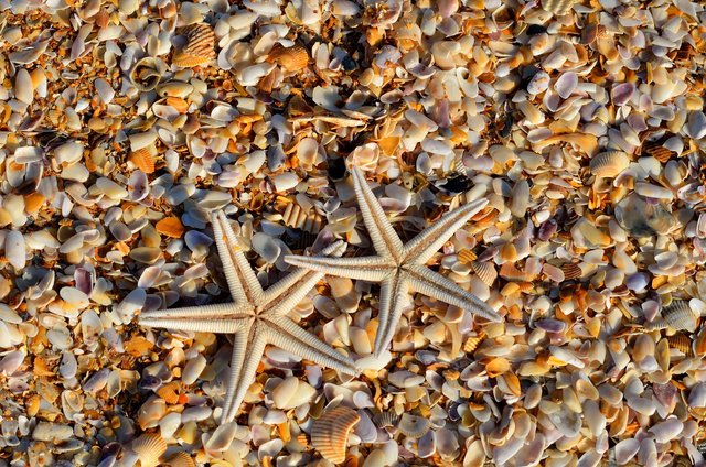 starfish-1572797_1280.jpg
