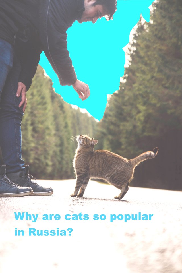 Why are cats so popular in Russia?.jpg
