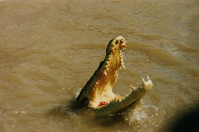 199911 Saltwater Crocodile 5.jpg