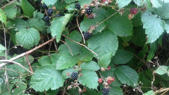 Blackberries.jpeg