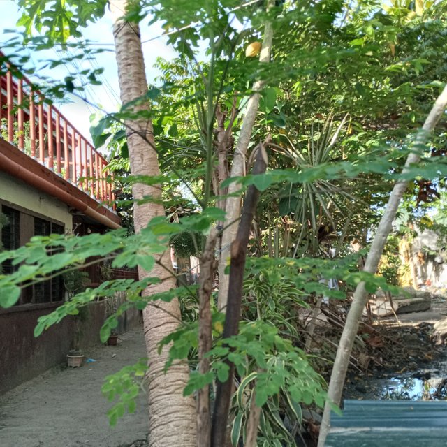 20250413_070901.jpg