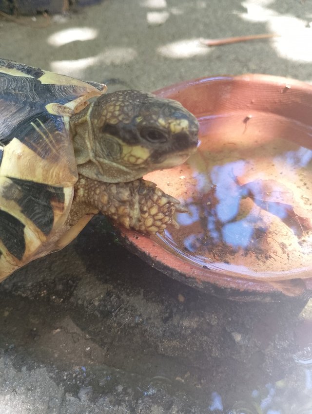 turtle2.jpg