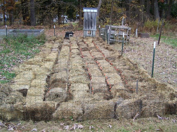 Small garden - garlic and shallots planted crop October 2019.jpg