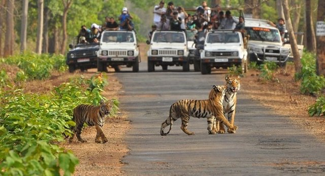 sariska-tiger-reserve-park-rajasthan.jpg
