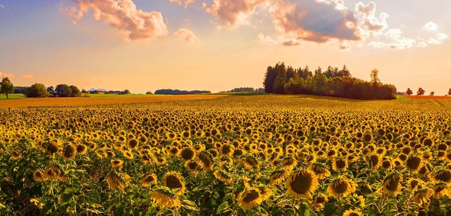 sunflower-4998633_1280.jpg