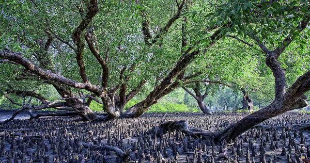 6122000_Mangrove+Forest+Sundarbans+Bangladesh.jpg