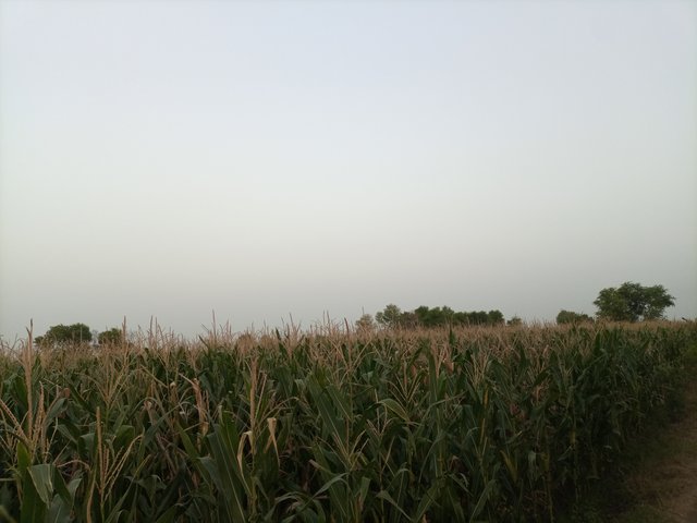 IMG_20250605_185732_797.jpg