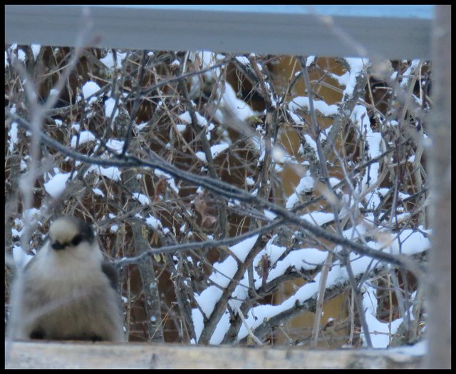 grey jay at bird feeder front view.JPG