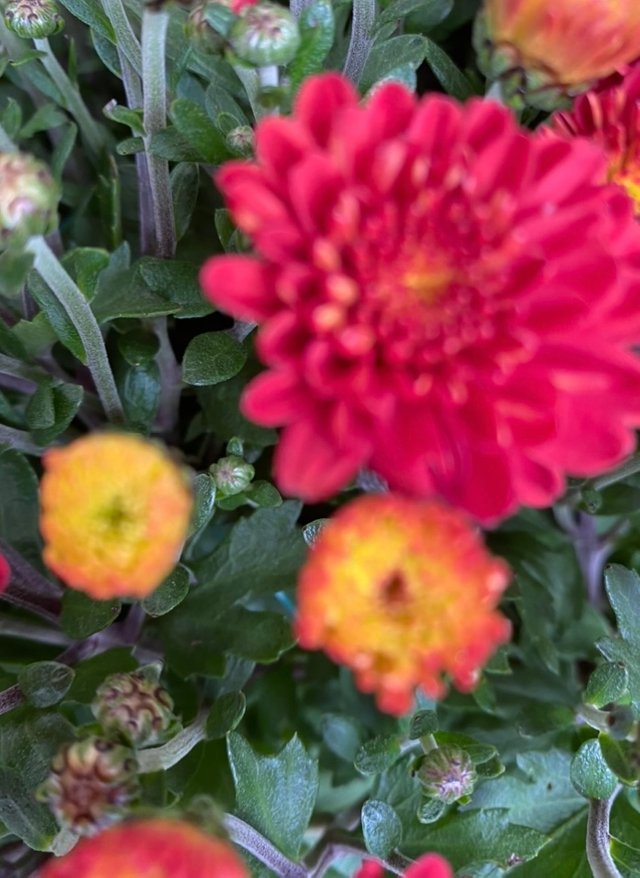 IMG_2539.jpeg