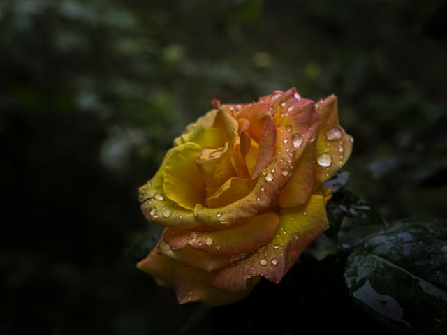 DSC05557.jpg