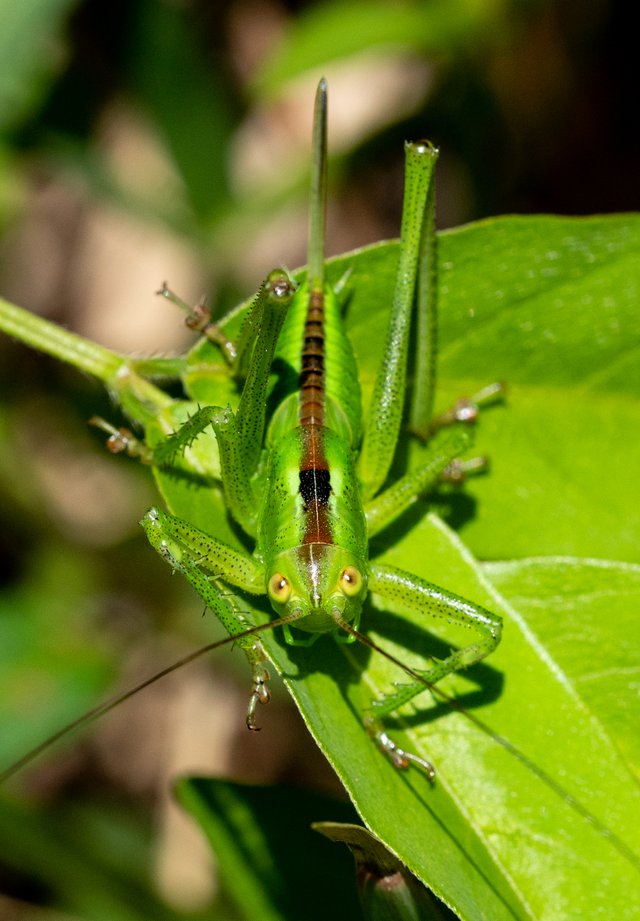 Katydid Update 3 It S A Girl キリギリス成長 3 女の子でした Steemit