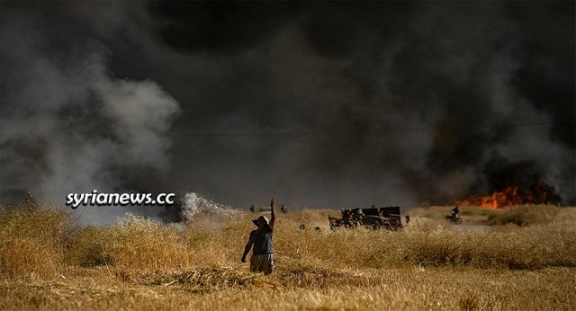 USA and Turkey and terrorists burning Syria wheat crops.jpg