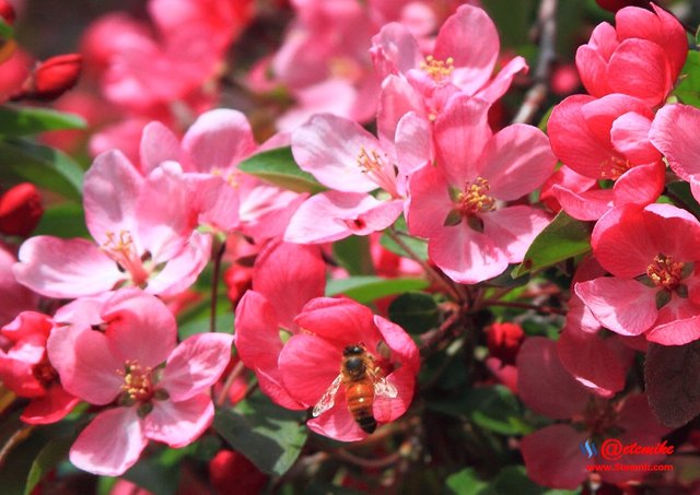 indian-magic-flowering-crabapple blooms spring honeybee pollination pollinating IMB-0071.JPG