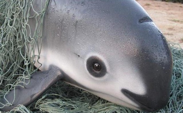 vaquita-e1452771246967.jpg