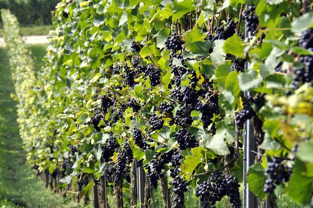 grapes-957324_960_720.jpg