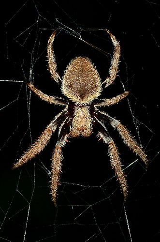 Orb Weaving Spider.jpg