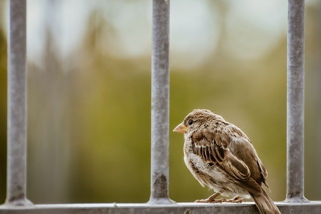 sparrow-6960807_640.jpg