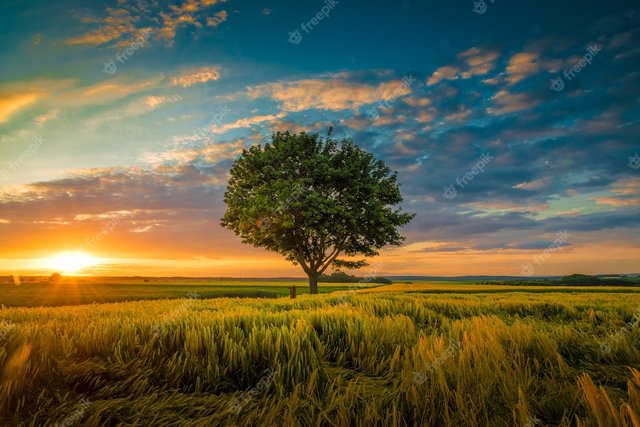 wide-angle-shot-single-tree-growing-clouded-sky-during-sunset-surrounded-by-grass_181624-22807.jpg