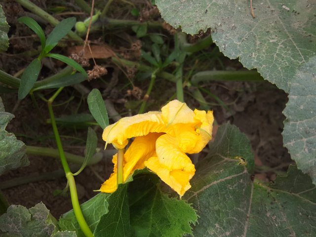 IMG_20250627_212435.jpg