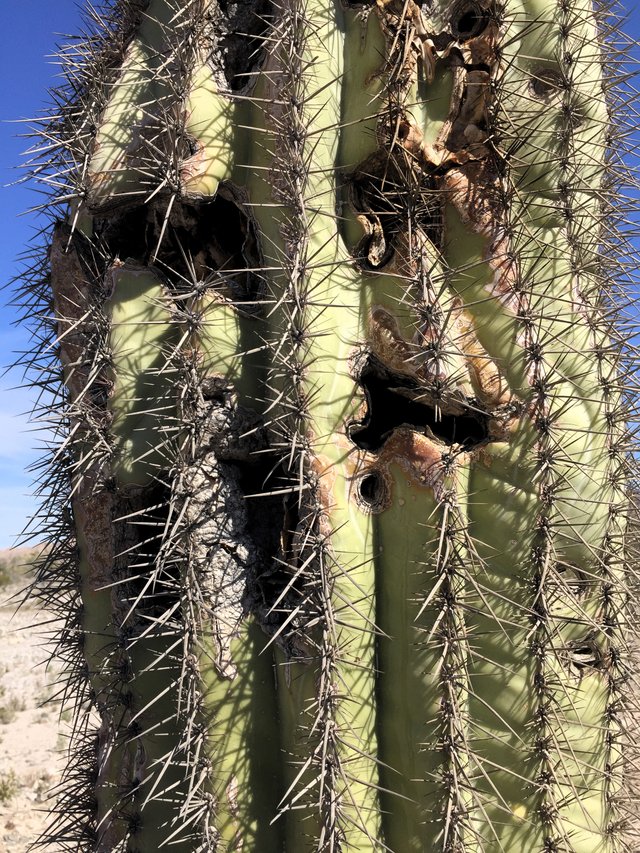 Saguaro damage detail2.JPG