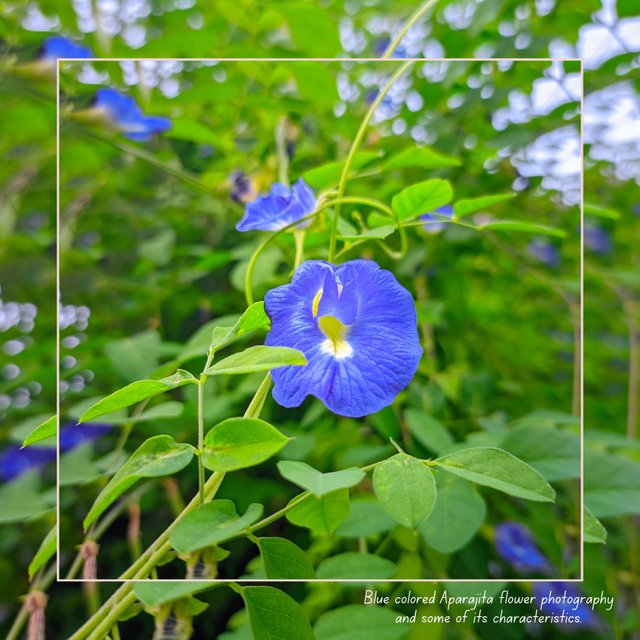 Blue colored Aparajita flower photography and some of its characteristics. (1).jpg