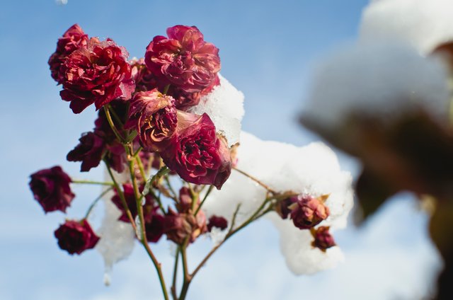 Frozen rose buds in the winter.JPG