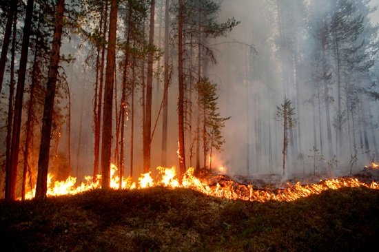 Wildfire-ArcticCircle-Sweden-2018.jpg