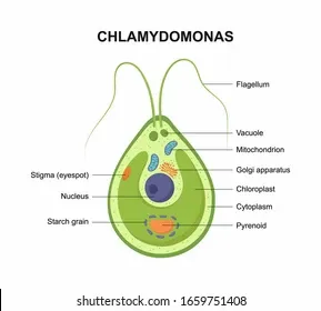 vector-cross-section-chlamydomonas-structure-260nw-1659751408.jpg