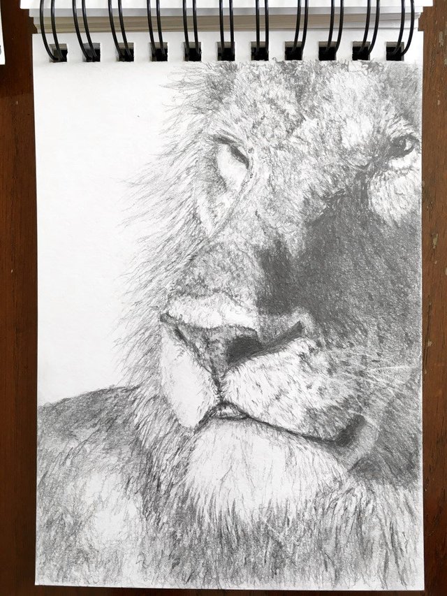 lion-mechanical-pencil-sketch.jpg