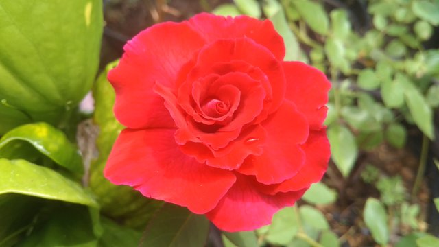 IMG_20200617_124038.jpg