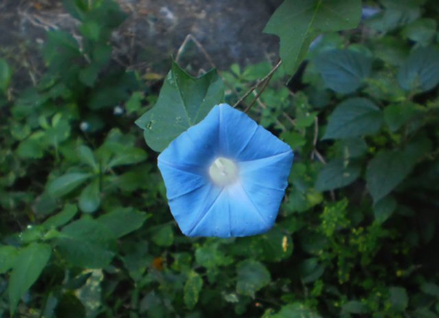 lorena flor azul grande.jpg