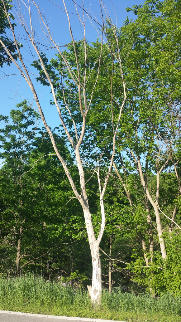 2018_06_04_110856.png
