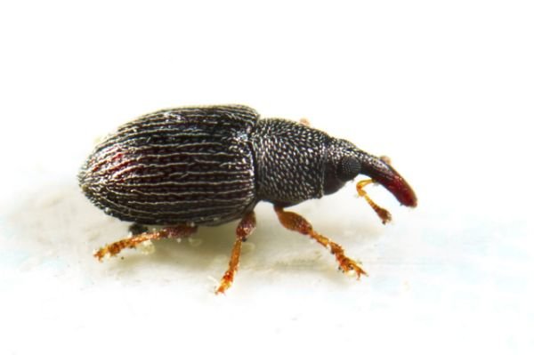RICE-WEEVIL.jpg.cf.jpg