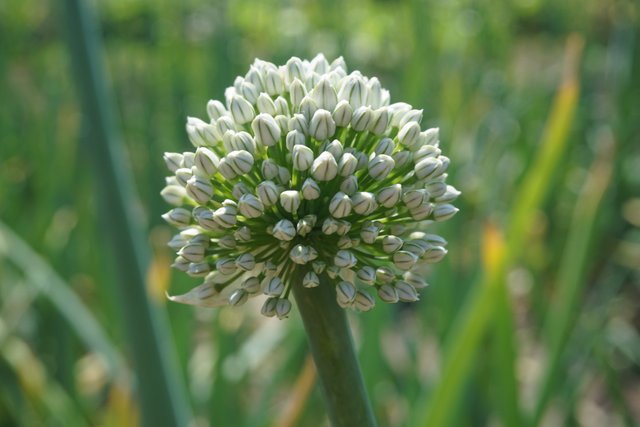 Onion inflorescences