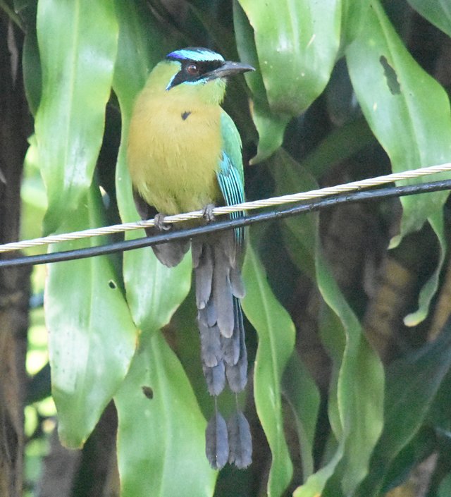 Lesson's Motmot_4369.JPG