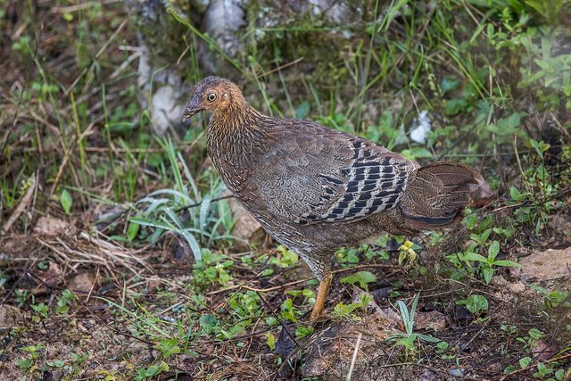 Sri_Lanka_Junglefowl_(Gallus_lafayettii)_female.jpg