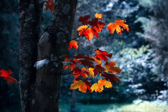 autumn-autumn-leaves-blur-589840.jpg