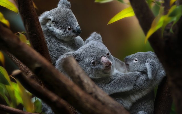 212-2129108_koalas-cute-animals-bears-australia-cute-bears-cute.jpg