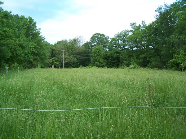 Front pasture2 crop June 2015.jpg