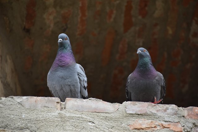 doves-7892723_1280.jpg