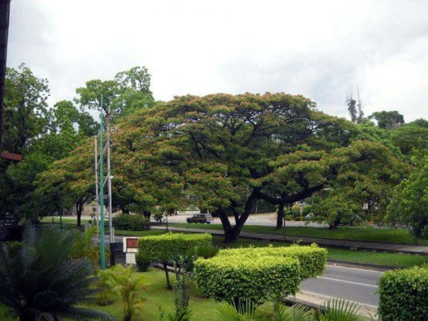 gustavo-franco-dorta-reforestacic3b3n-dc3a9cada-70.jpg